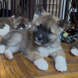 Winter- Girl 2 - Red, black overlay female Akita puppy in Coopersburg, Pennsylvania from Main Street Akitas
