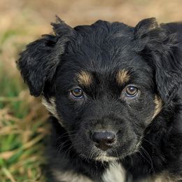 Girl 3 - Black Australian Shepherd puppy in Touchet, Washington from Frog Hollow Aussies
