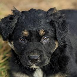 Girl 3 - Black Australian Shepherd puppy in Touchet, Washington from Frog Hollow Aussies