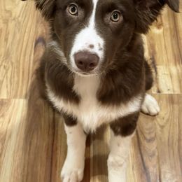 Australian Shepherd Puppies from Augusta Aussies
