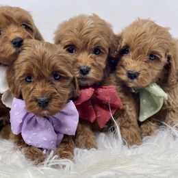 Bernedoodle, Bernese Mountain Dog, Goldendoodle, and Poodle Puppies from Montana’s Best Doodles