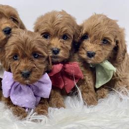 Bernedoodle, Bernese Mountain Dog, Goldendoodle, and Poodle Puppies from Montana’s Best Doodles