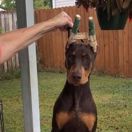 Doberman Pinscher Puppies from Hierarch Dobermans