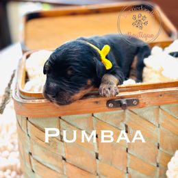 Pumbaa (yellow boy) - Phantom male Bernedoodle puppy in Waukesha, Wisconsin from Bernedoodle Boutique (and Cavapoos)