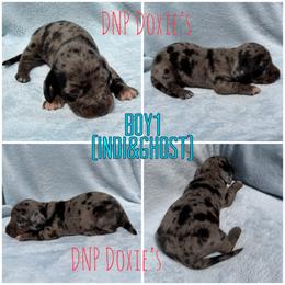 Boy 1 - Dapple male Dachshund puppy in Rushsylvania, Ohio from DNP Doxies