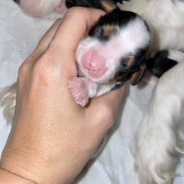 Cavalier King Charles Spaniel Puppies from Cassie’s Cavaliers