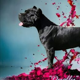 American Corgis, Cane Corso, Pembroke Welsh Corgis, and Rhodesian Ridgebacks from Diamondcrest Farms Inc
