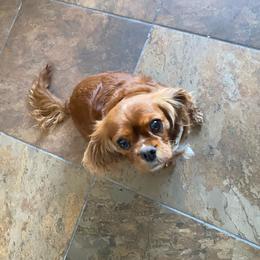 Sunny - Cavalier King Charles Spaniel