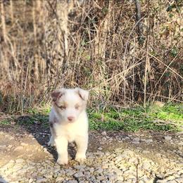 Enid - Red merle female Miniature Australian Shepherd puppy in Macomb, Missouri from Faunus Farms and Aussies