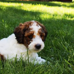 Collie, Goldendoodle, Havapoo, and Labradoodle Puppies from Oregon Valley Pups