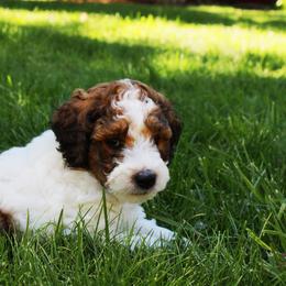 Collie, Goldendoodle, Havapoo, and Labradoodle Puppies from Oregon Valley Pups