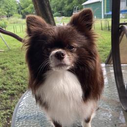 Charlie - Pomeranian
