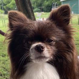 Charlie - Pomeranian