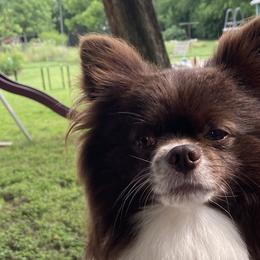 Charlie - Pomeranian