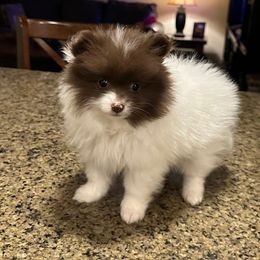 Ruby - Chocolate parti female Pomeranian puppy in Plano, Texas from Madison Park Poms
