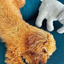 Poodles from Anastasiya