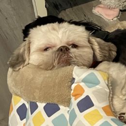 Shih Tzu Puppies from Shihtzus.Sc