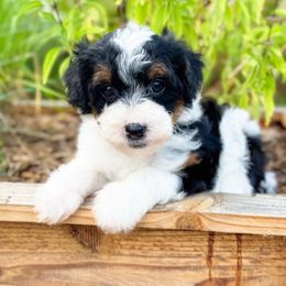 Autumn - Black and white female Sheepadoodle puppy in Wharton, Texas from Little Fur Friends