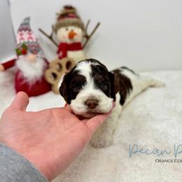 Pecan Pie - Brown white and tan male Cockapoo puppy in Oologah, Oklahoma from Timber Hills Poodles and Doodles