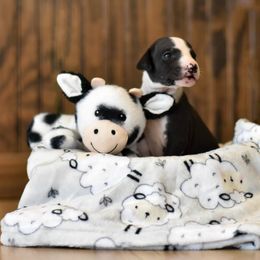 Girl 1 - Whippet puppy in Chatfield, Minnesota from Devlynn Whippets