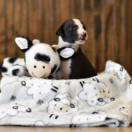 Girl 1 - Whippet puppy in Chatfield, Minnesota from Devlynn Whippets