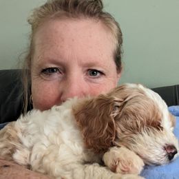 Cavapoo and Goldendoodle Puppies from Daisy's Doodle Den