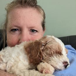 Cavapoo and Goldendoodle Puppies from Daisy's Doodle Den