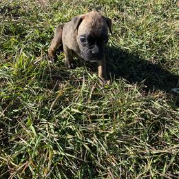 Phoenix - Brindle female Boxer puppy in Custer, South Dakota from Tracy's Boxers