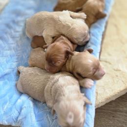 Poodle puppies from Simply Grace Farms