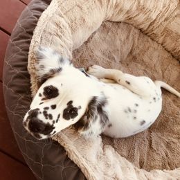 Dalmatian Puppies from Speckled Spots Dalmatians