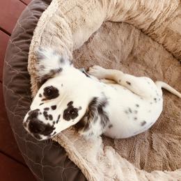 Dalmatian Puppies from Speckled Spots Dalmatians