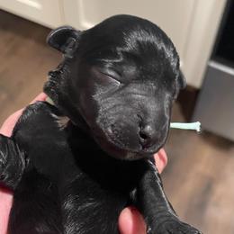 Elvis - Black male Miniature Schnauzer puppy in Interlachen, Florida from Pam's Schnauzers