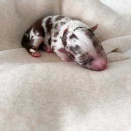 Simba - Red merle male Miniature Australian Shepherd puppy in Pollok, Texas from Pineywoods Pups
