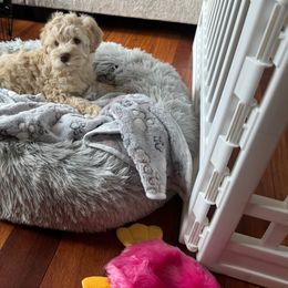 French Bulldog and Miniature Schnauzer Puppies from Olivia's Miniature Schnauzer's and French Bulldogs