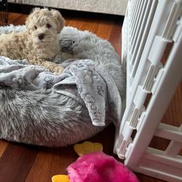 French Bulldog and Miniature Schnauzer Puppies from Olivia's Miniature Schnauzer's and French Bulldogs