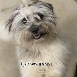 Penelope - Havanese