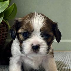 Tyler - Black gold and white male Cavatzu puppy in Oklahoma from Rocky Oak Cavaliers & Biewer Terriers LLC