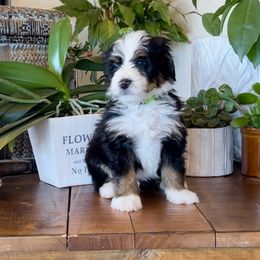 Bernedoodle and Bernese Mountain Dog Puppies from Wild Mountainside Bernedoodles