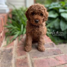 Goldendoodle Puppies from Carlie and Co. Goldendoodles