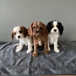 Cavalier King Charles Spaniel and Cavapoo Puppies from Ethan's Puppies