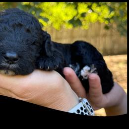 Ladle - Black male Goldendoodle puppy in Angier, North Carolina from A Breed Above Kennels