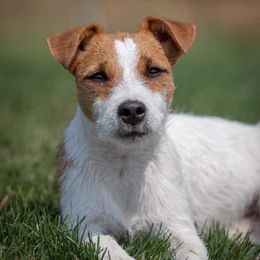Secret - Jack Russell Terrier