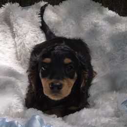 Black Tan Male - Black and tan male Dachshund puppy in Avon Park, Florida from Dachshunds