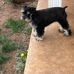 Kiara - Miniature Schnauzer