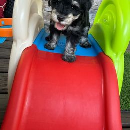 Miniature Schnauzer Puppies from Chambers Schnauzers