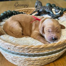 Grumpy-Red - Apricot male Goldendoodle puppy in Bay City, Texas from Charming Doods Goldendoodles