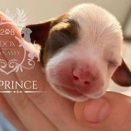 Dachshund Puppies from 208 Dox Dynasty