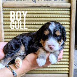 Gull - Tri-color male Bernedoodle puppy in Cambridge, Minnesota from Country Meadow Doodles