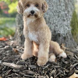 Bernedoodle, Cavapoo, and Poodle All Grown Up from Kelly Brooks