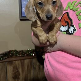 Kringle - Dapple male Dachshund puppy in Milroy, Pennsylvania from Not Your Average Weiner